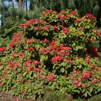 Rhododendron 'Britannia'